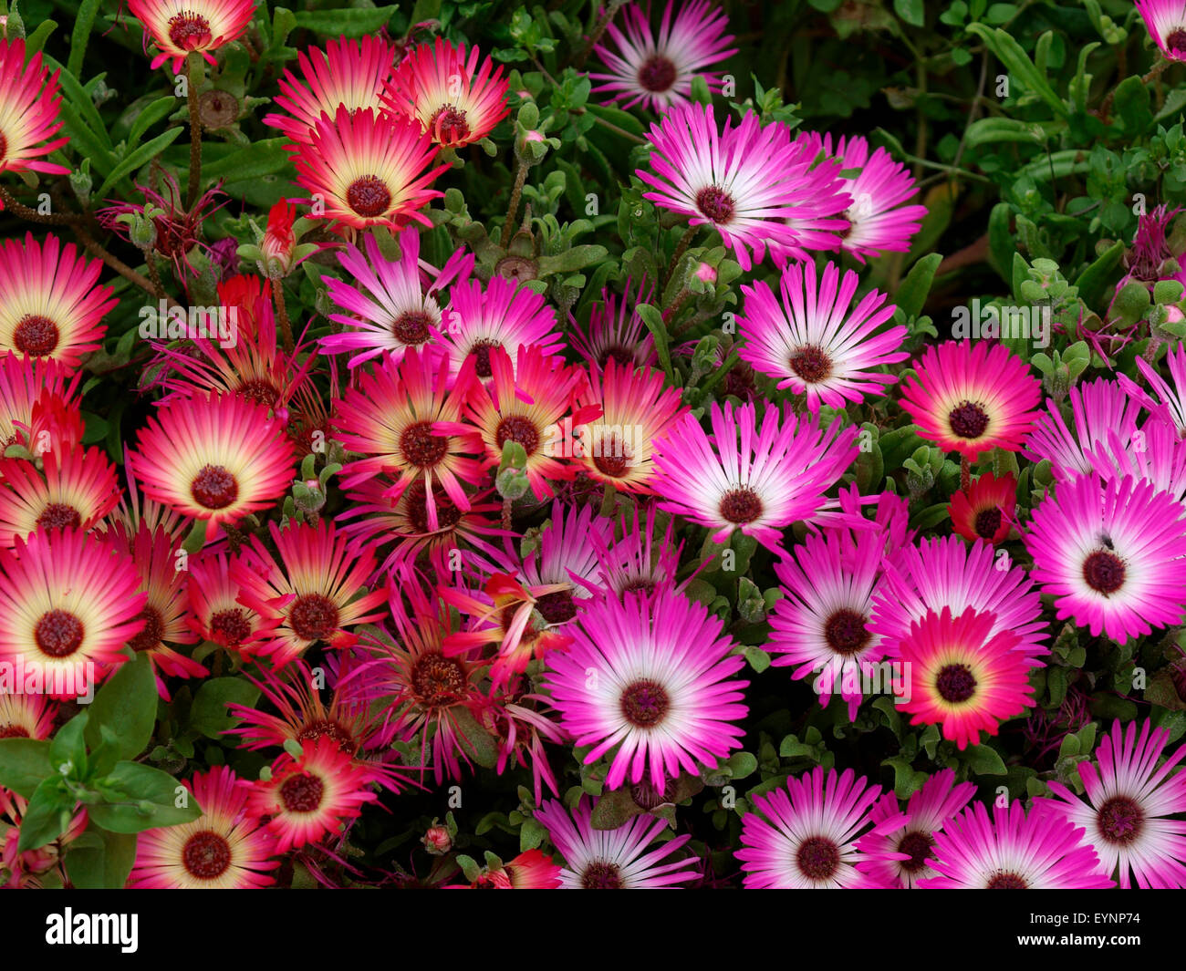 Livingstone daisy, Dorotheanthus bellidiformis, ex nome Mesembryanthemum criniflorum, REGNO UNITO Foto Stock