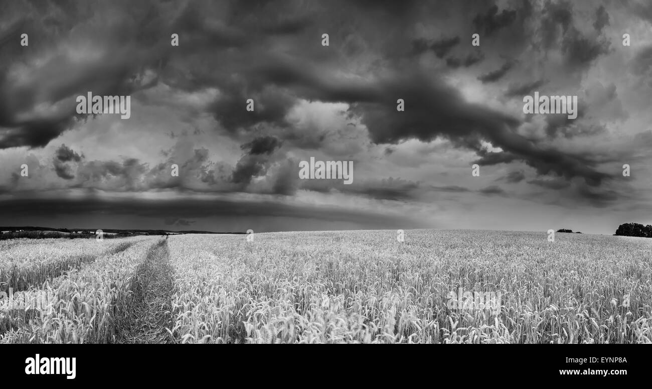 Nuvole temporalesche oltre il campo di grano. Pericolo meteo con cielo scuro su campi Foto Stock