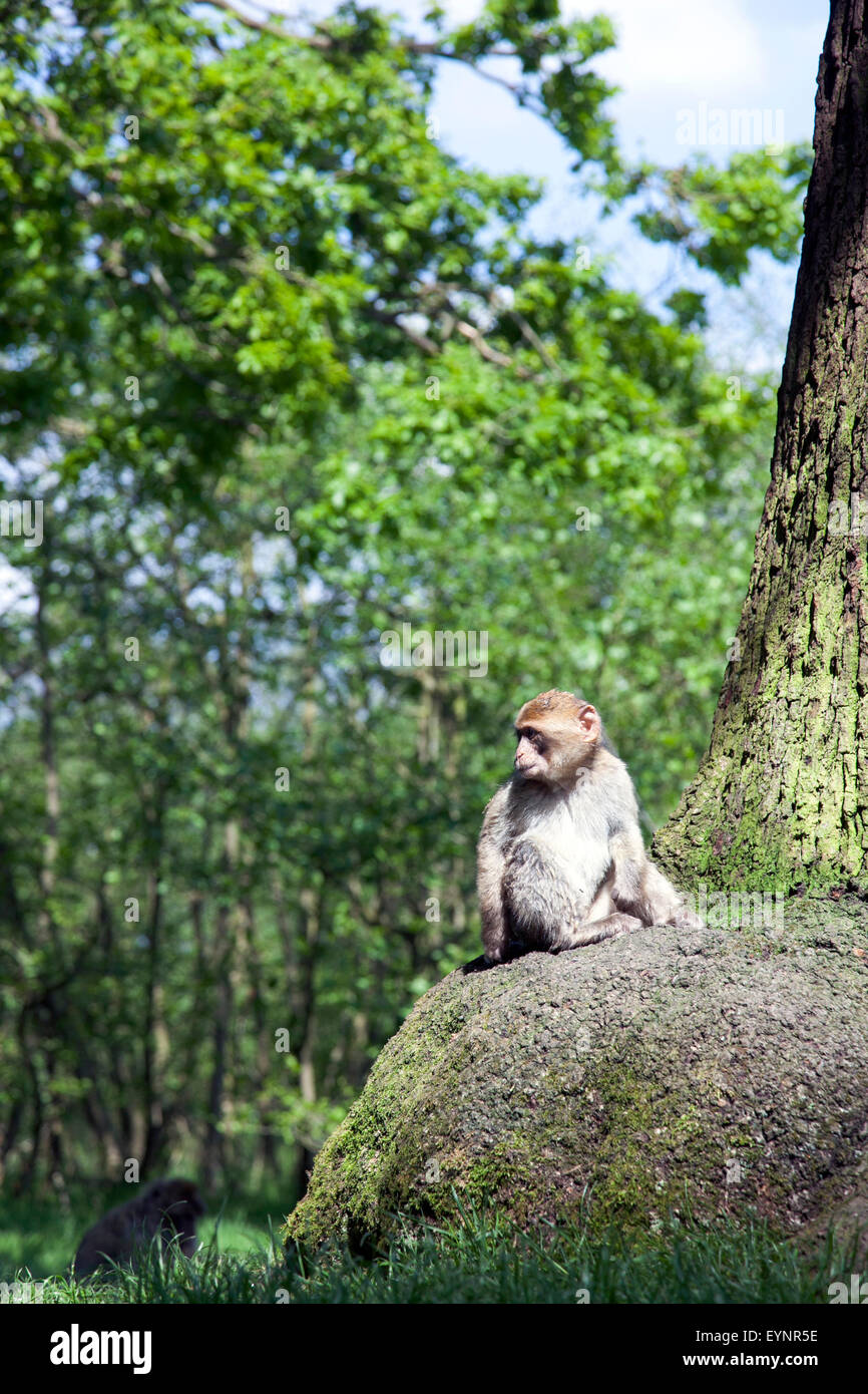 Barberia macachi Monkey Forest in Trentham, Staffordshire, Regno Unito Foto Stock