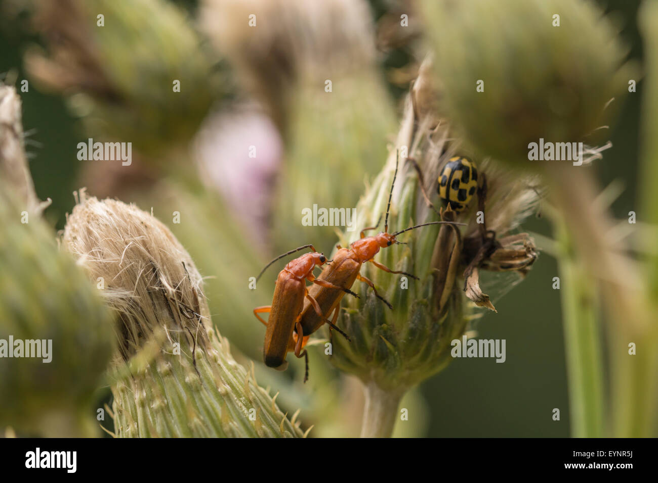 Una immagine di una coniugata coppia di Rhagonycha fulva, o soldato beetle. Vi è un periodo di quattordici-spot ladybird a destra. Foto Stock