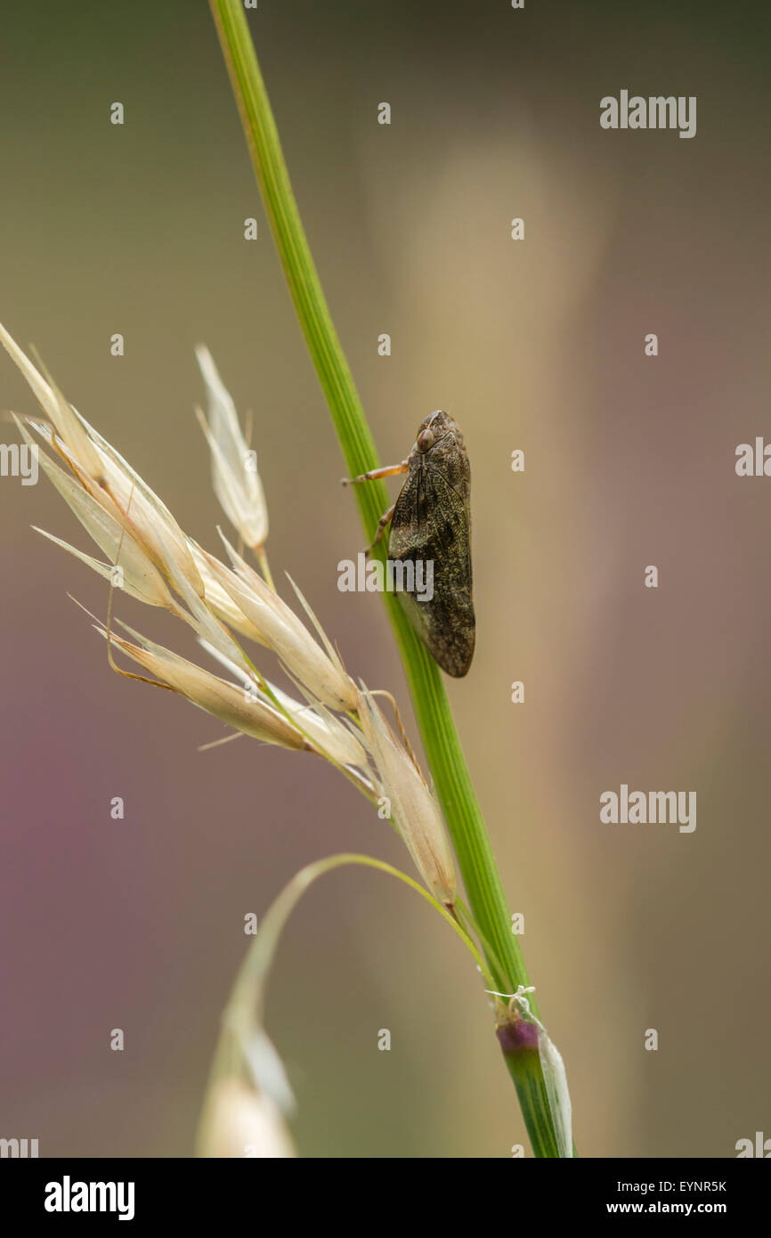 Una immagine di una comune Froghopper, Philaenus spumarius. Foto Stock