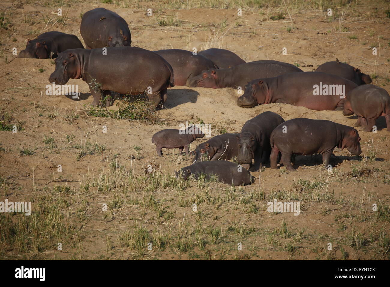 Allevamento di pigri ippopotami compresi i bambini e i giovani laici su una riva di un fiume nel Parco Nazionale di Kruger, Sud Africa. Foto Stock