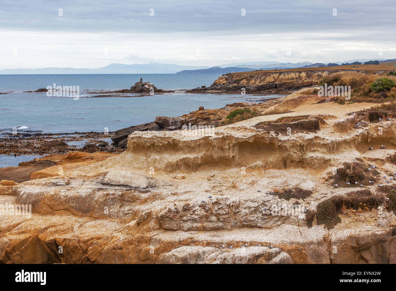 Costa di Shag Point, Otago, Isola del Sud, Nuova Zelanda Foto Stock