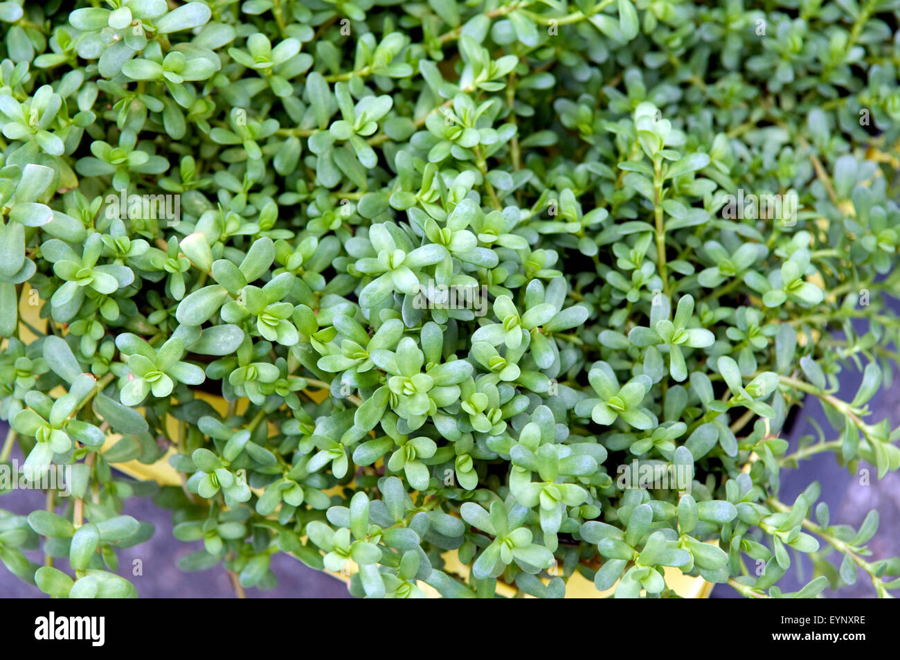 Scrittura Brahmi, Bacopa monnieri, Kuechenkraeuter, Kuechenkraut, Kuechengewuerz, Gewuerz, Gewuerzkraut, Heilpflanzen, Foto Stock