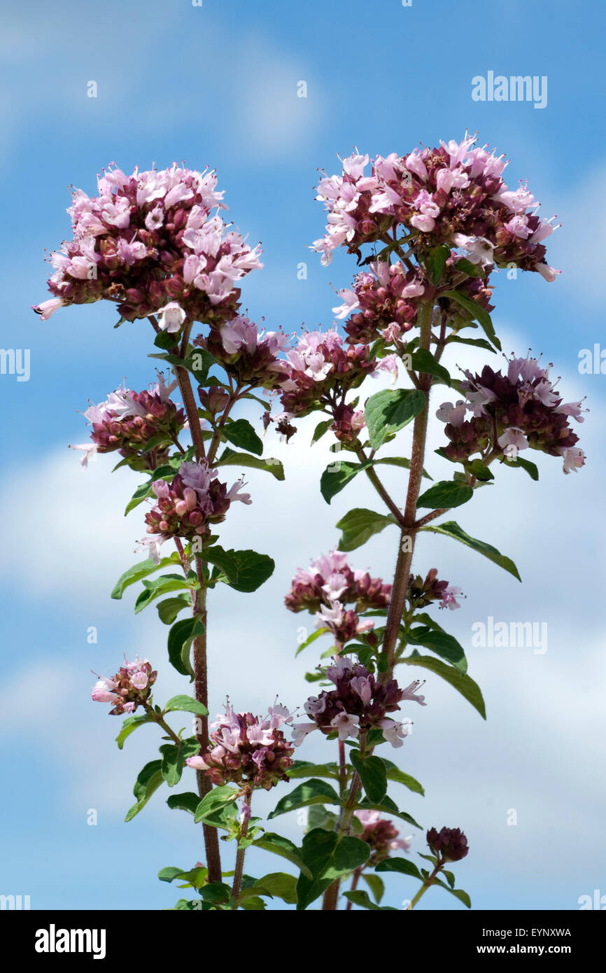 Possiedi; Origanum vulgare; origano; Wilder; Majoran; Foto Stock