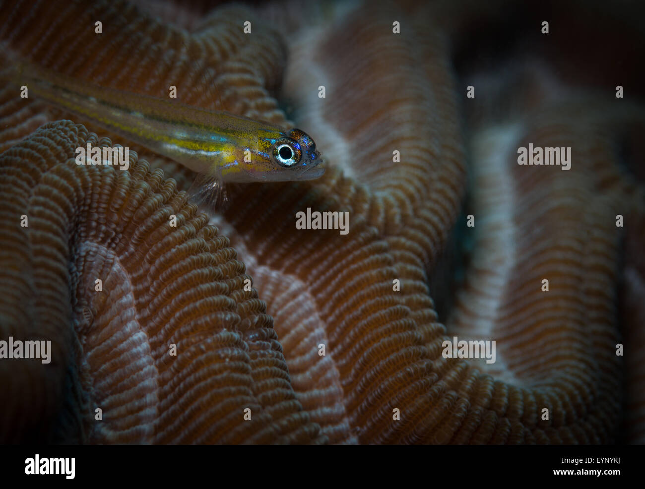 La menta piperita ghiozzo (Coryphopterus lipernes) sul cervello, Coral Cliff sito di immersione, Bonaire, Antille olandesi Foto Stock