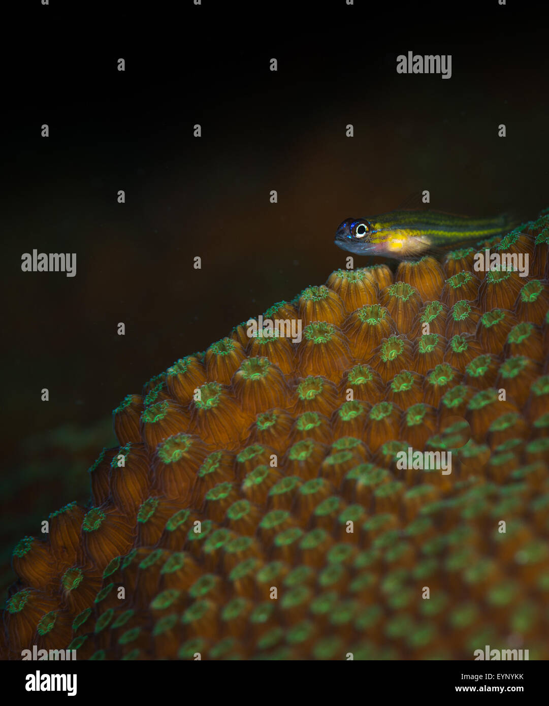 La menta piperita ghiozzo (Coryphopterus lipernes) sulle stelle Coral, Cliff sito di immersione, Bonaire, Antille olandesi Foto Stock