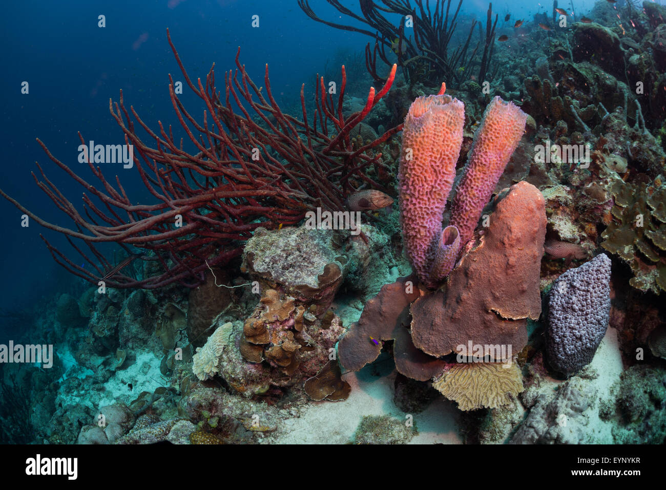 Vaso azzurro spugna di corallo (Callyspongia plicifera) e la vita sulla barriera corallina di Bari, Bonaire, Antille olandesi Foto Stock