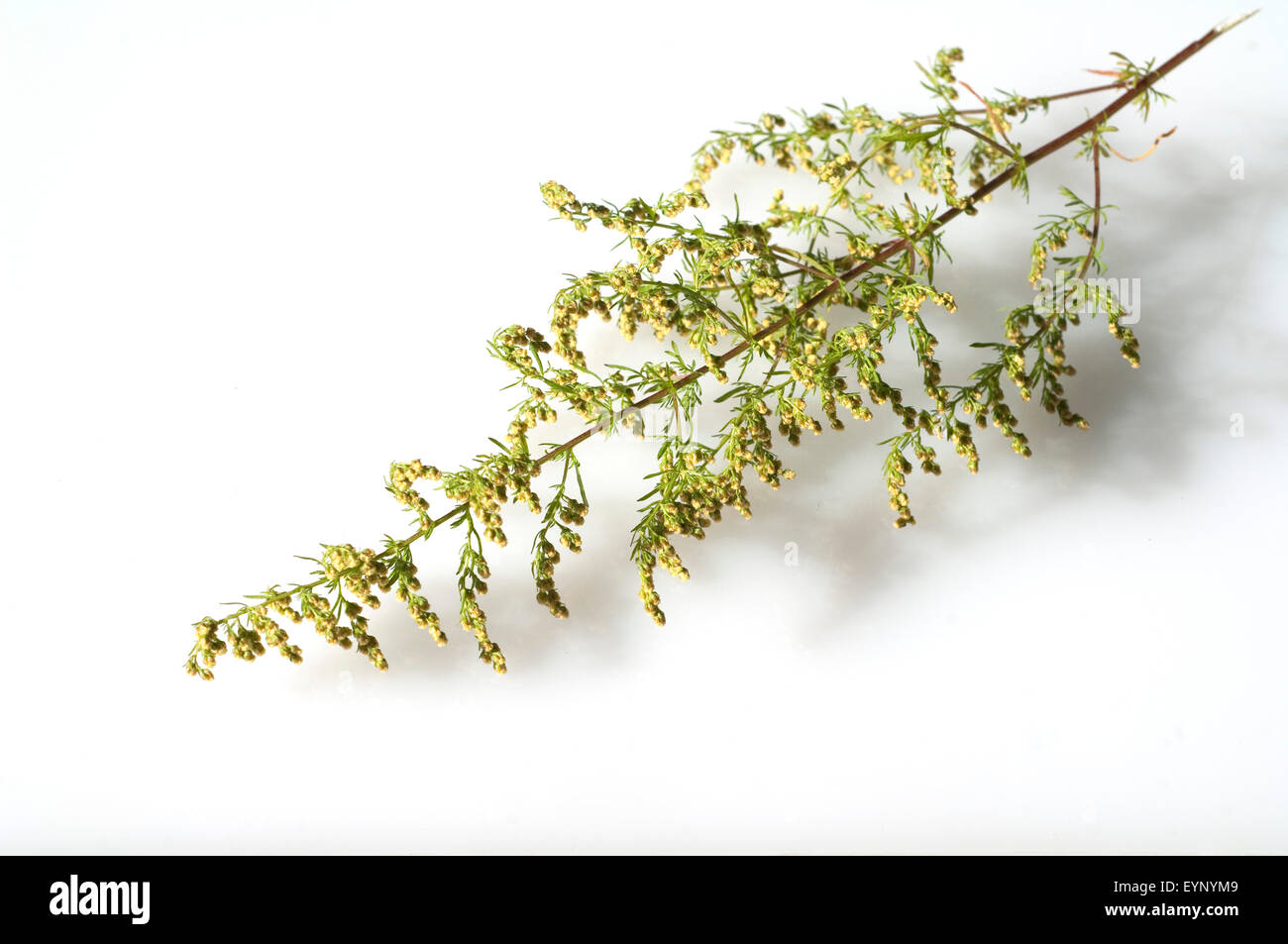 Einjaehriger beifuss, Artemisia annua, Foto Stock