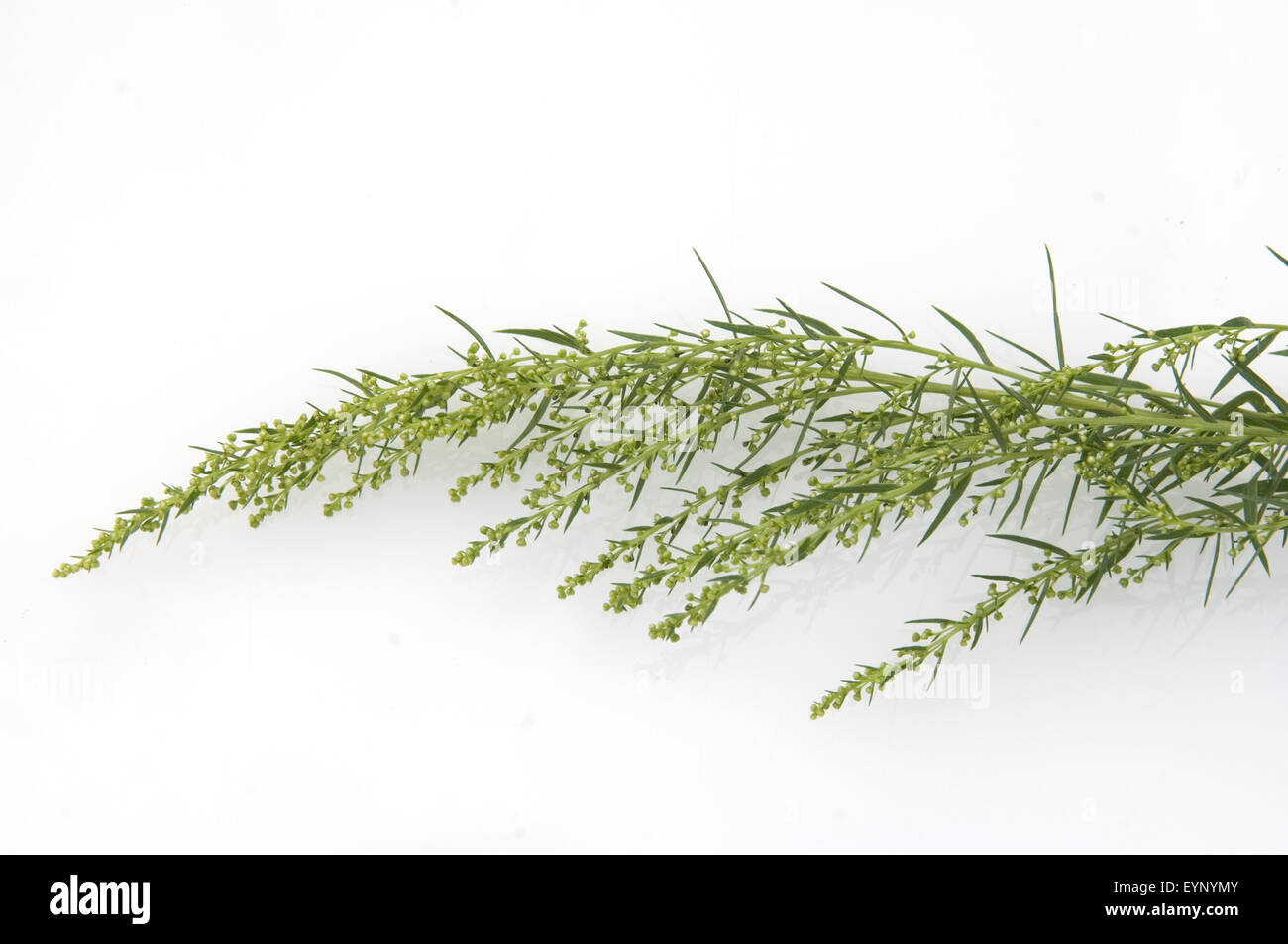 Estragon, Artemisia dracunculus, Heilpflanze, Kraeuter, Heilpflanzen, Foto Stock