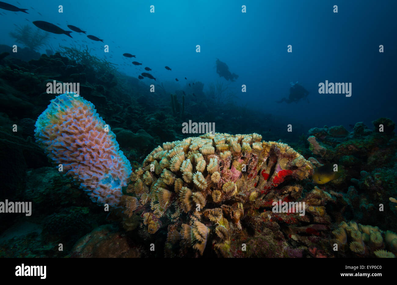 I coralli e i sommozzatori sul Weber gioia sito di immersione, Bonaire, Antille olandesi Foto Stock