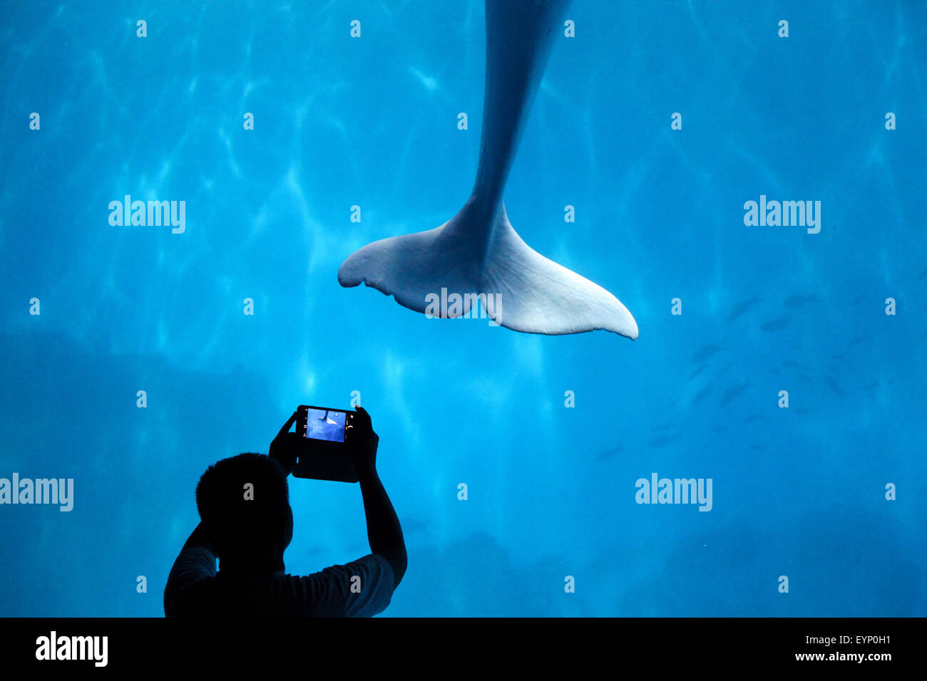 Tianjin, Cina. 1 agosto, 2015. Un visitatore prende la foto di un beluga all'Acquario polare di Tianjin, Cina del nord, e il Agosto 1, 2015. I visitatori possono trascorrere la notte all'acquario, osservando comportamenti notturni di creature marine. Credito: Li Xiang/Xinhua/Alamy Live News Foto Stock