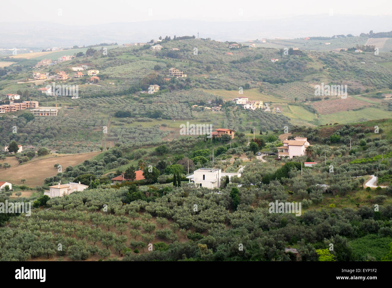 Vista panoramica di oliveti e fattorie su dolci colline d'Abruzzo Foto Stock