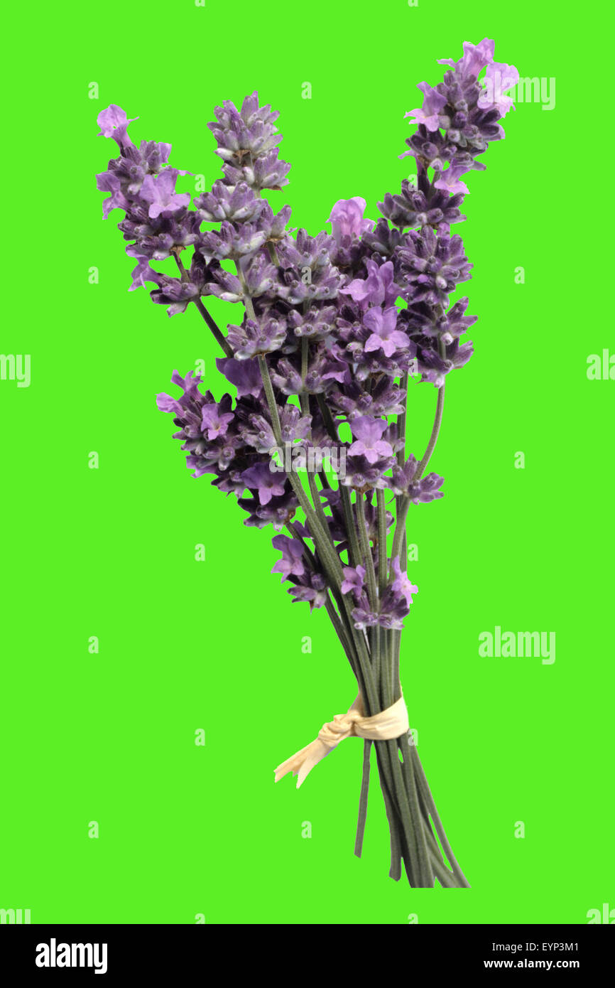 Lavendel;; Lavendula angustifolia; Foto Stock