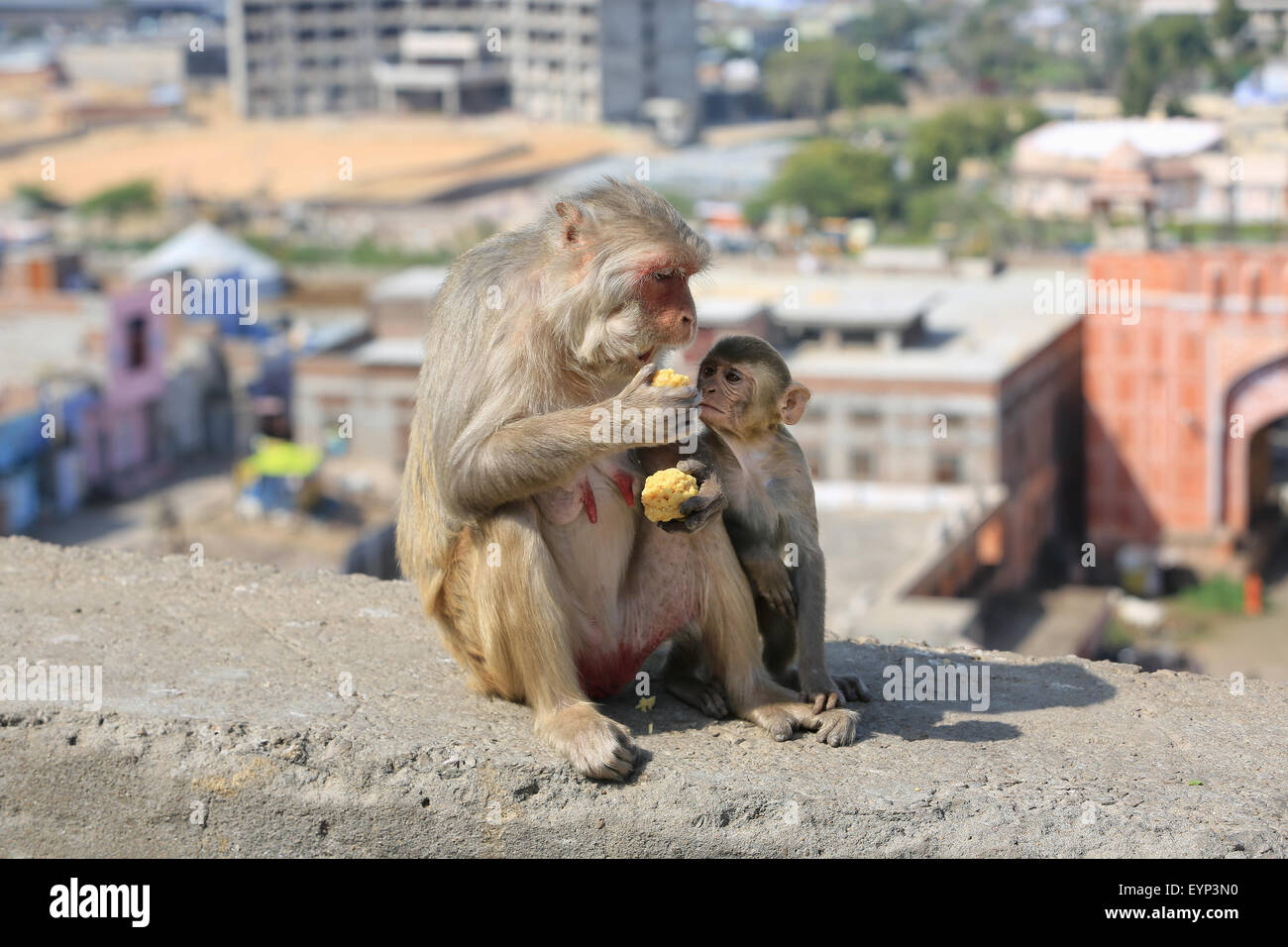 India Rajasthan, Jaipur, bambino indiano scimmie macaco mangiare mais presi in Galata Foto Stock