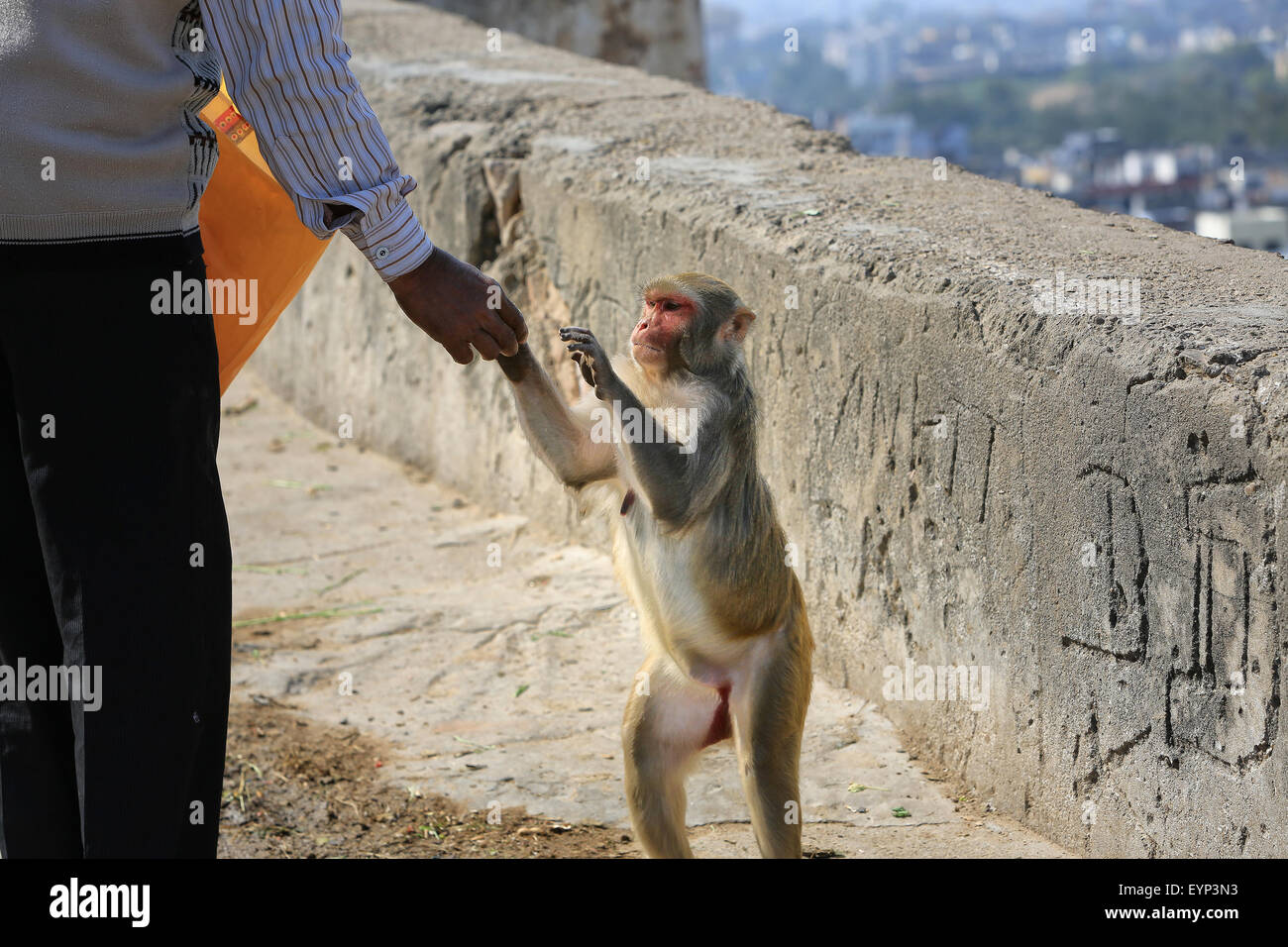 India Rajasthan, Jaipur, bambino indiano scimmie macaco può prendere il cibo dalla mano di uomo preso in Galata. Focalizzato selettivo. Foto Stock