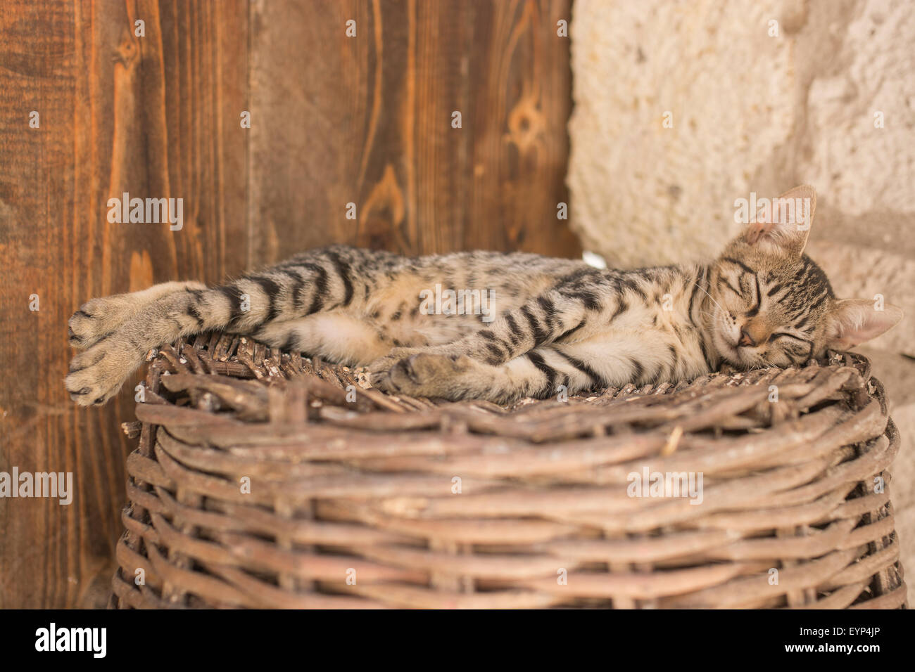 Bruna giovane lyingand gatto dorme sul cesto di vimini Foto Stock