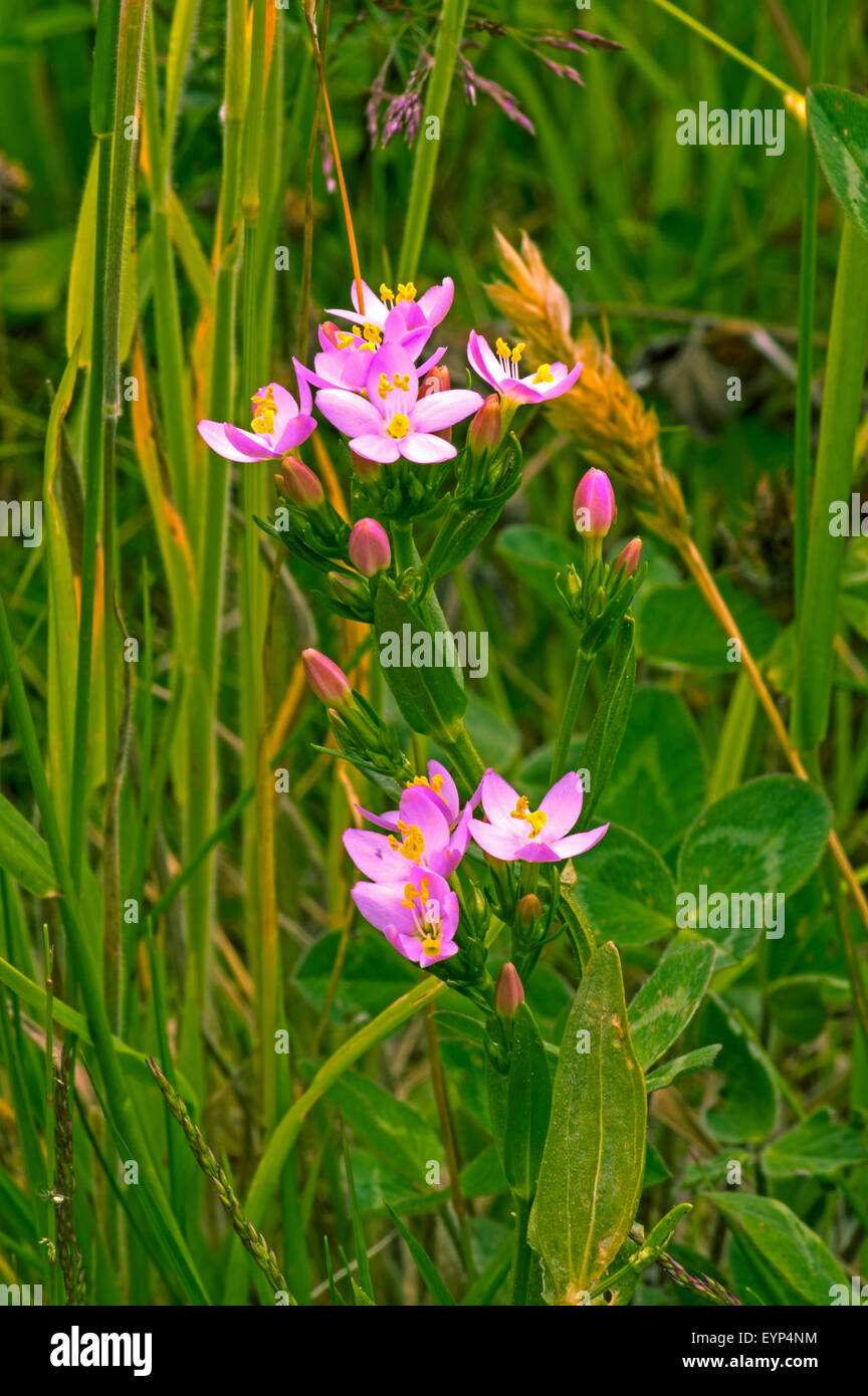 Centaury comune. Una pianta diffusa dei prati secchi, scarso o assente da aree montane Foto Stock