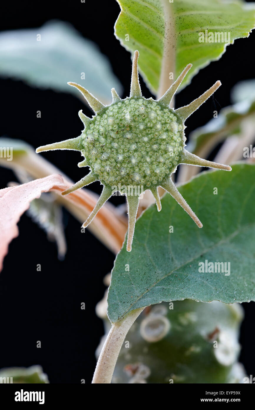 Lo strano fiore di Dorstenia foetida, un africano succulenti. Focus-immagine sovrapposta. Foto Stock
