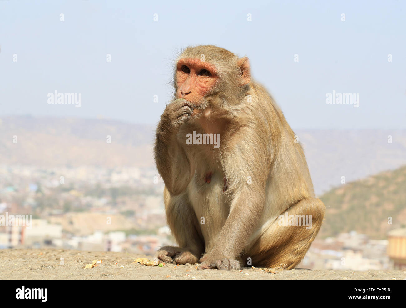 India Rajasthan, Jaipur, bambino indiano scimmie macaco presi in Galata Foto Stock