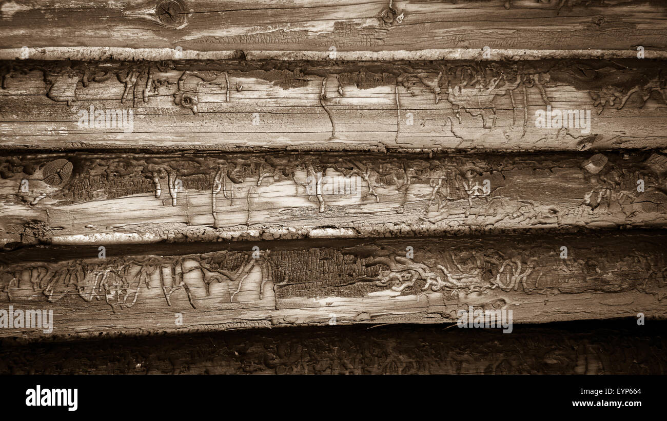 Parete dal vecchio listelli in legno semicircolare come sfondo, close up Foto Stock