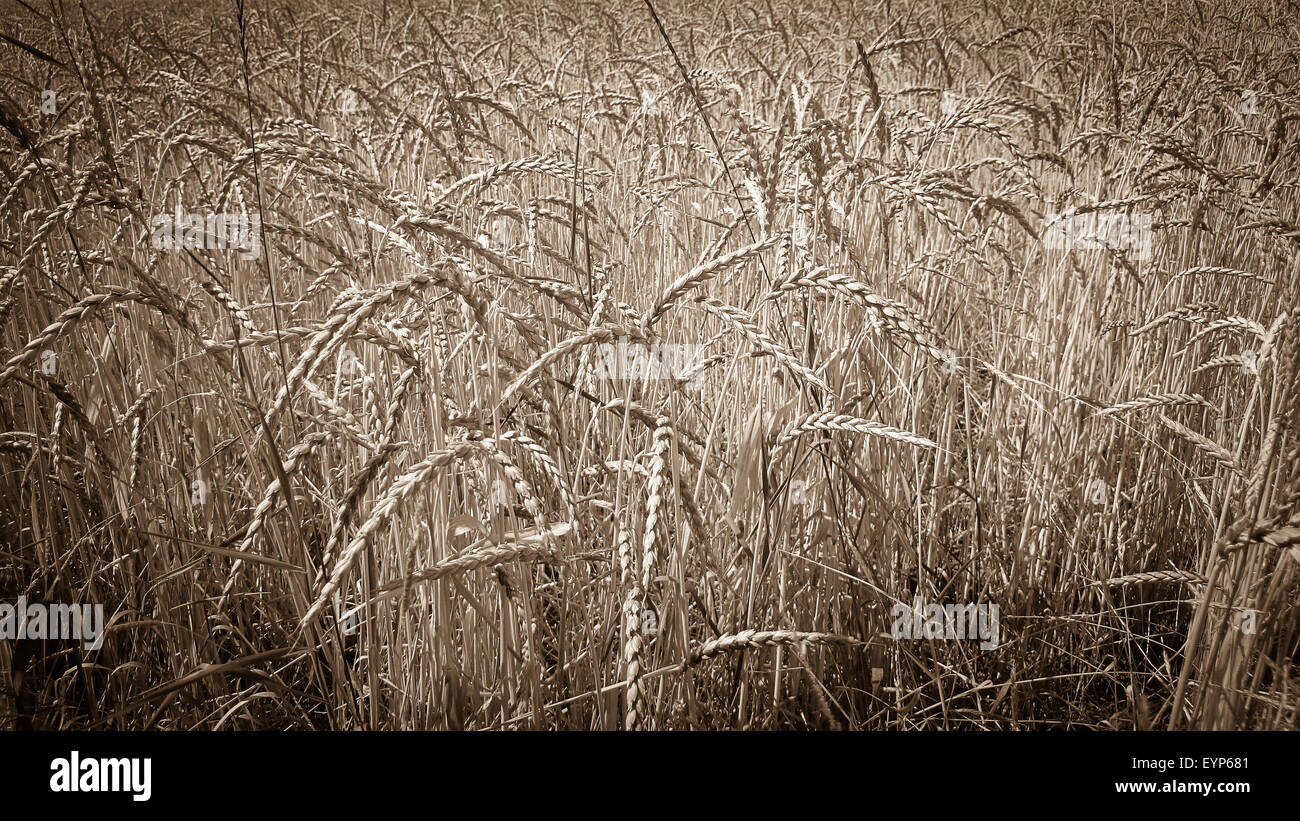 Mature campo di grano come una vecchia foto di sfondo, tonica Foto Stock