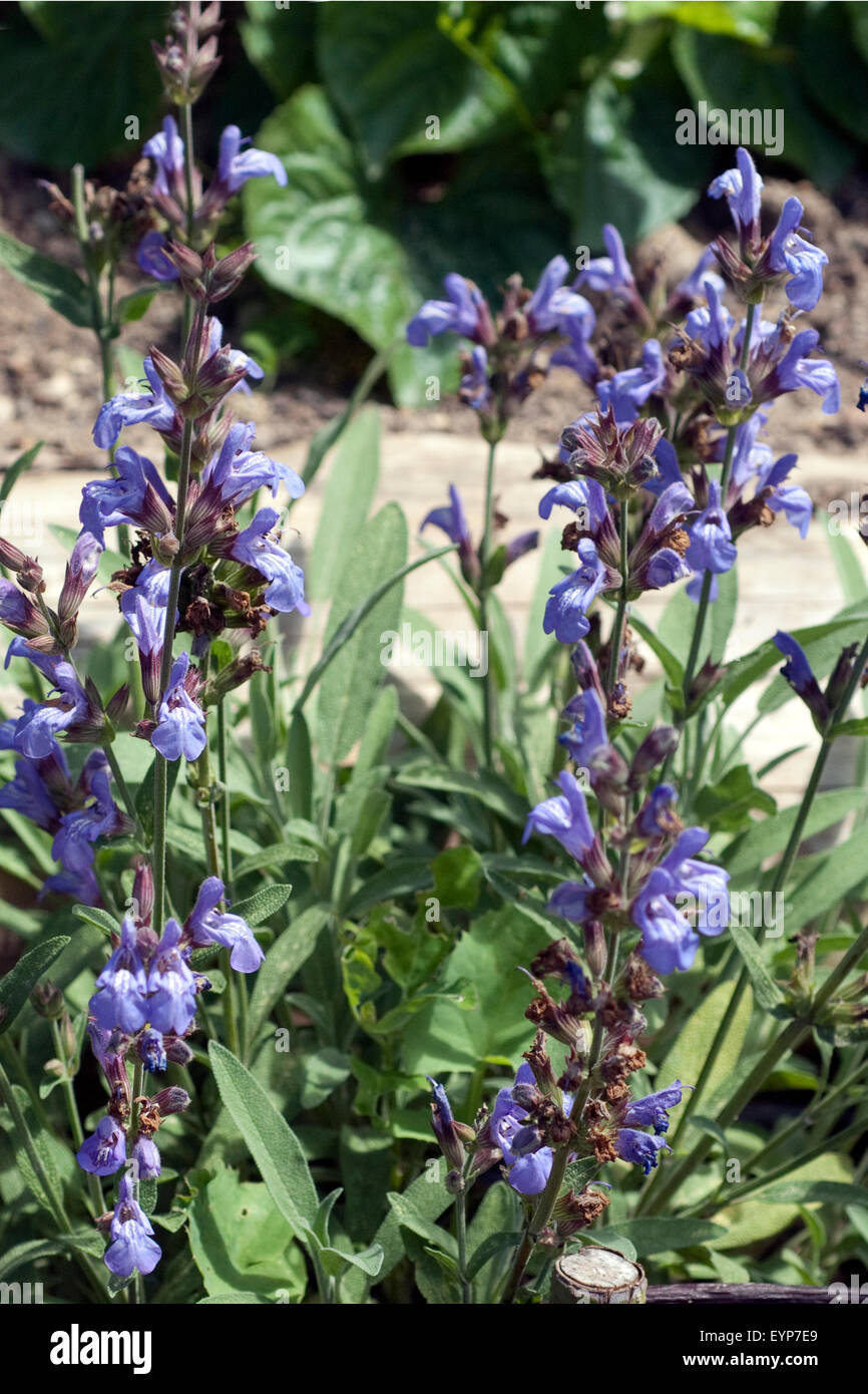 Salbei; Salvia officinalis,; Salbeipflanze; Foto Stock