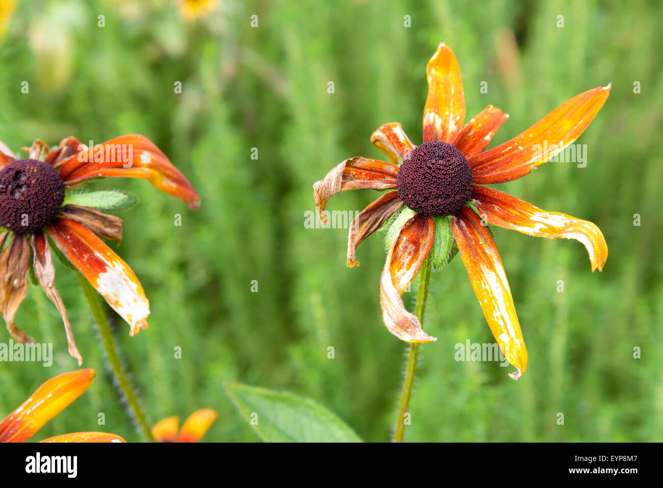 In prossimità di una essiccazione Rudbeckia arancione fiore nel parco durante il periodo estivo Foto Stock