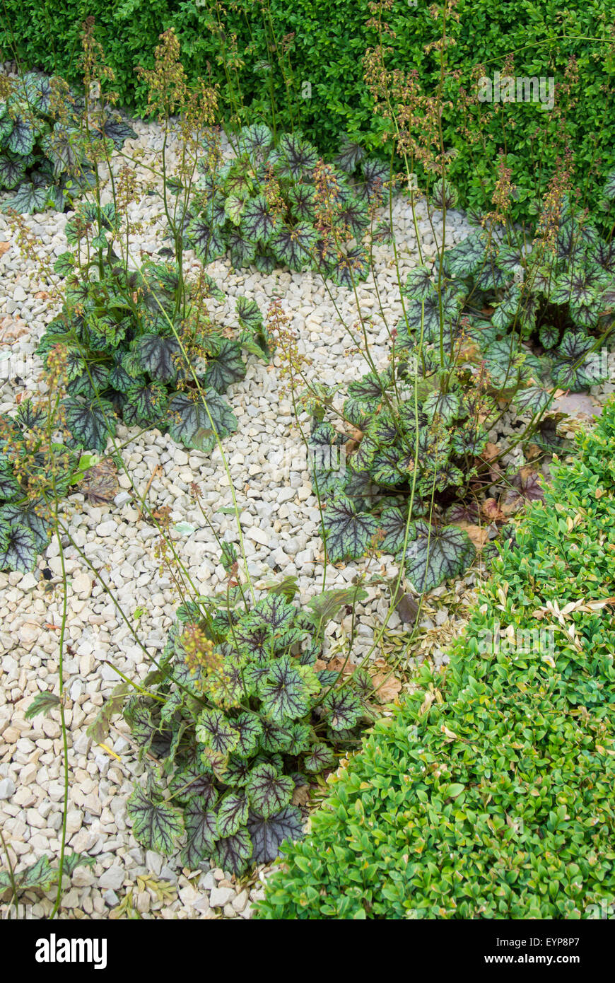 Casella ritagliata - buxus hedge con letto di ghiaia piantati con Heuchera, 'Verde' Spice Foto Stock