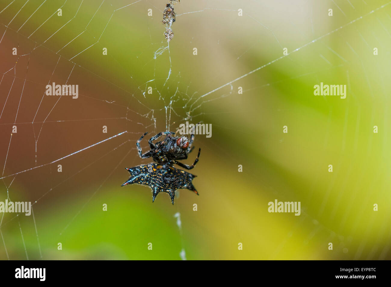 Un spinosa-backed orbweaver spider nel suo web Foto Stock