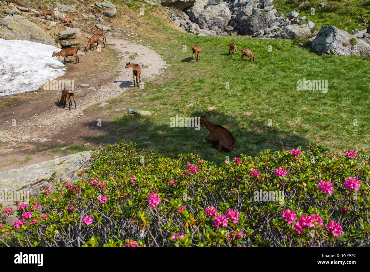 Ziegen in den Schladminger Tauern, Österreich, Steiermark Foto Stock