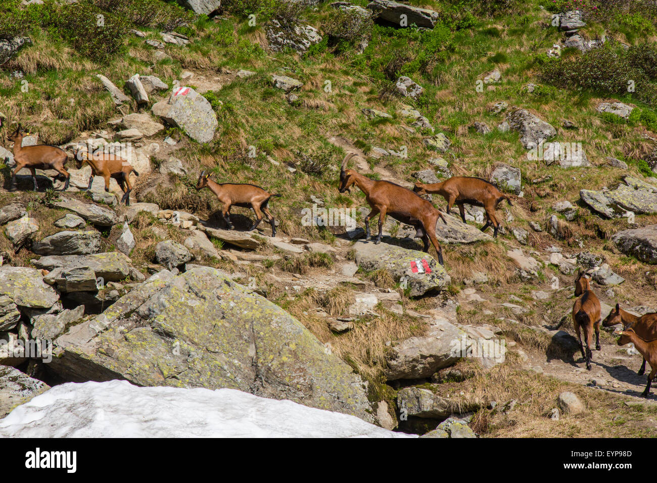 Ziegen in den Schladminger Tauern, Österreich, Steiermark Foto Stock