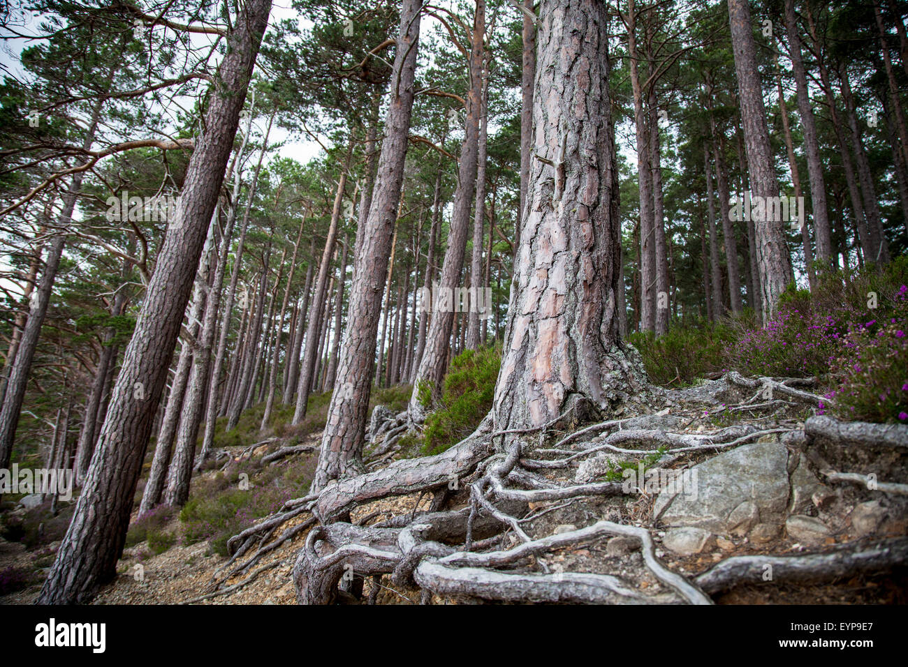 Loch un bosco Eilein albero radici Scotland Regno Unito Foto Stock