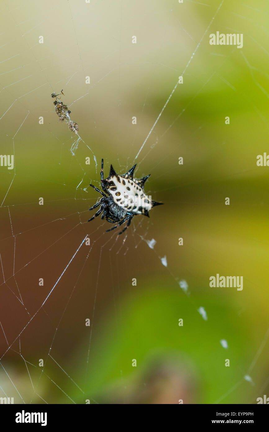 Un spinosa-backed orbweaver spider nel suo web Foto Stock
