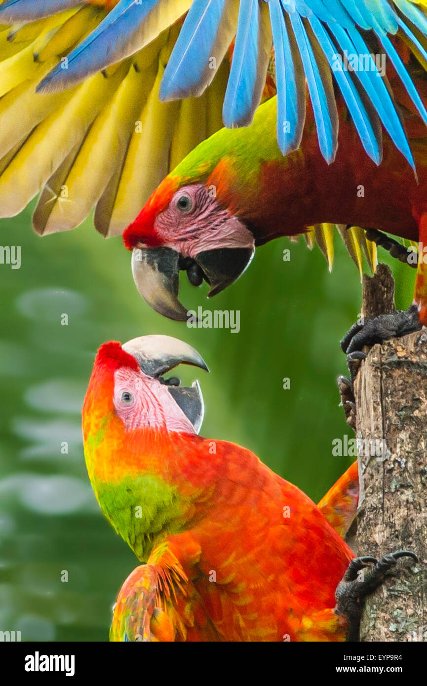 Due grandi Macaws verde sostenendo Foto Stock