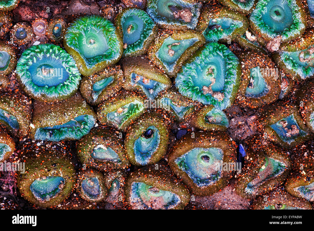 Anemoni di mare reagire a bassa marea ritraendo i loro tentacoli fino ad alta marea ritorna alla Oregon Yachats della spiaggia. Foto Stock