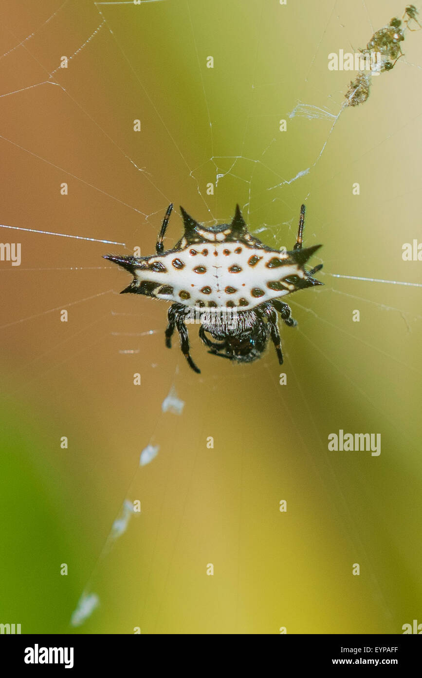 Un spinosa-backed orbweaver spider nel suo web Foto Stock