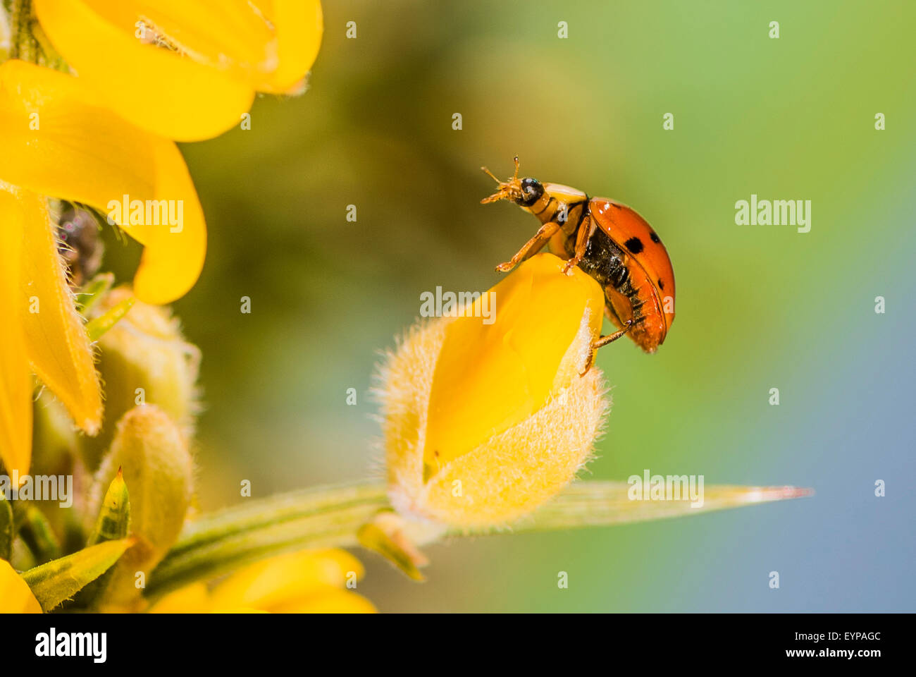 Un Arlecchino coccinella su Gorse fiori Foto Stock