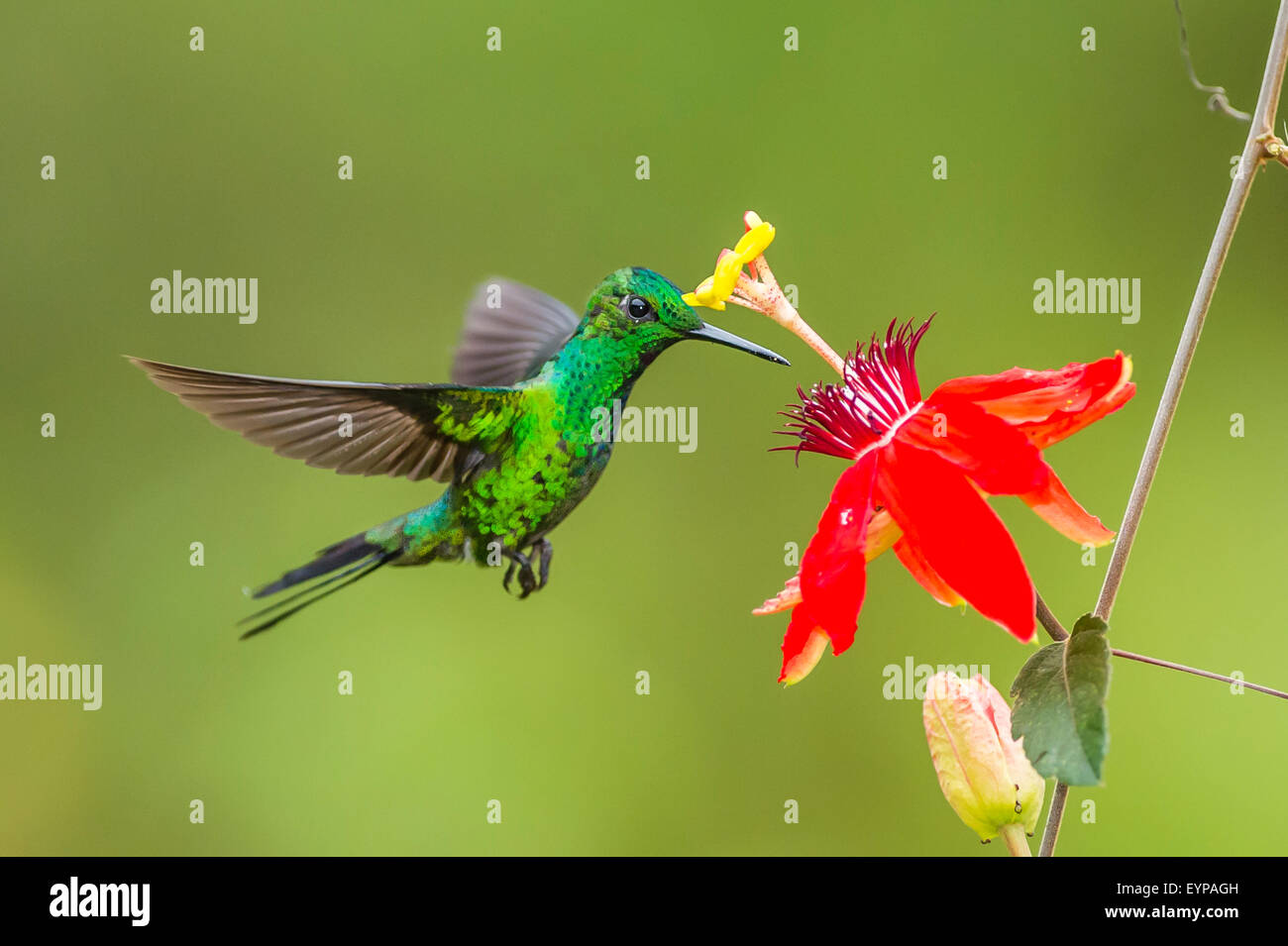 Un brillante Green-Crowned Hummingbird alimentazione Foto Stock