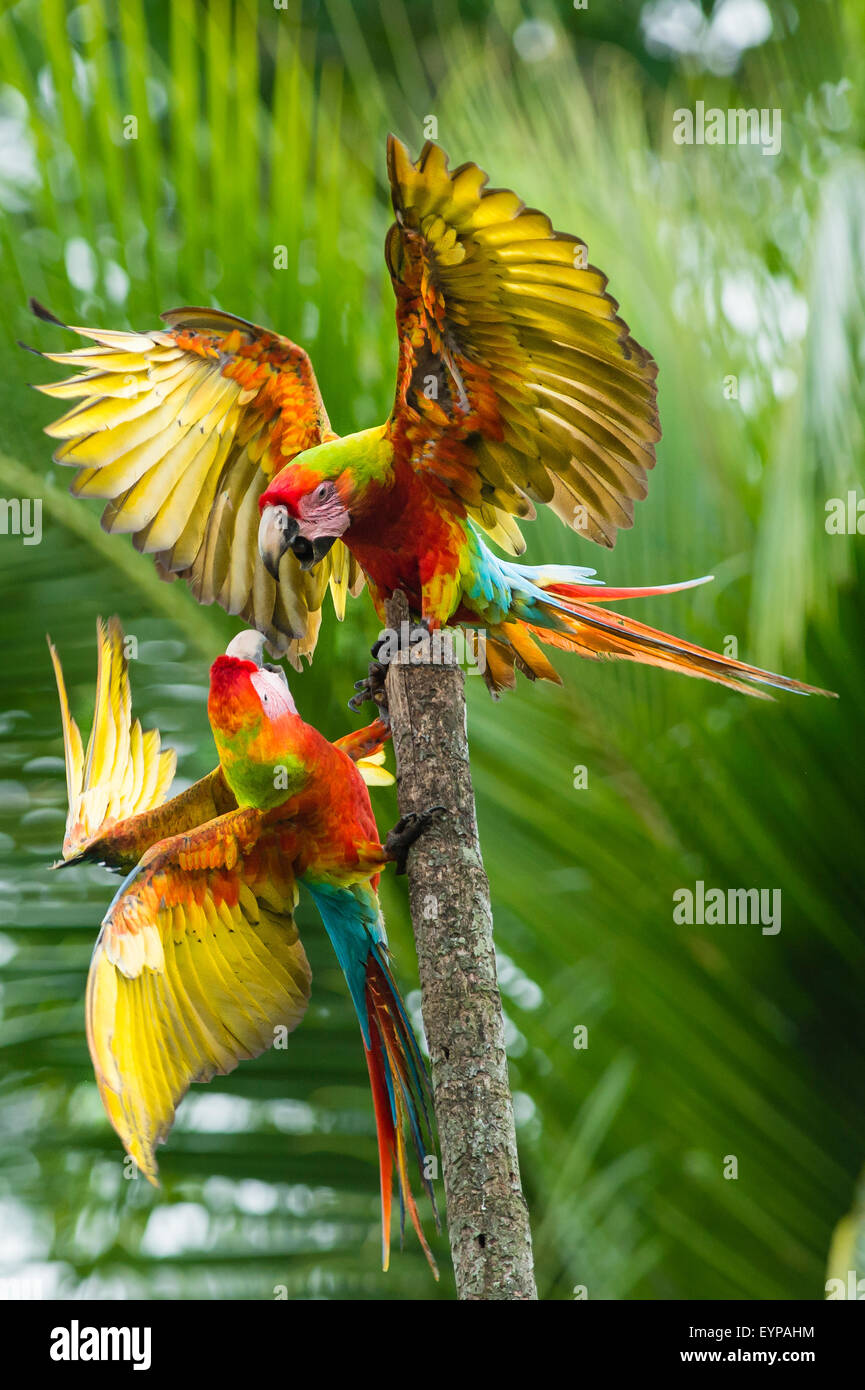 Due grandi Macaws verde sostenendo Foto Stock