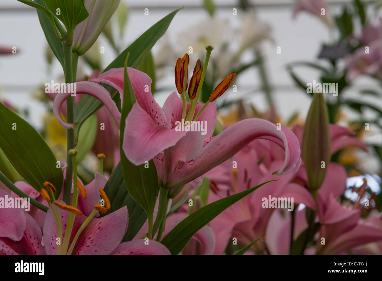Oriental lily jaybird fiori Foto Stock