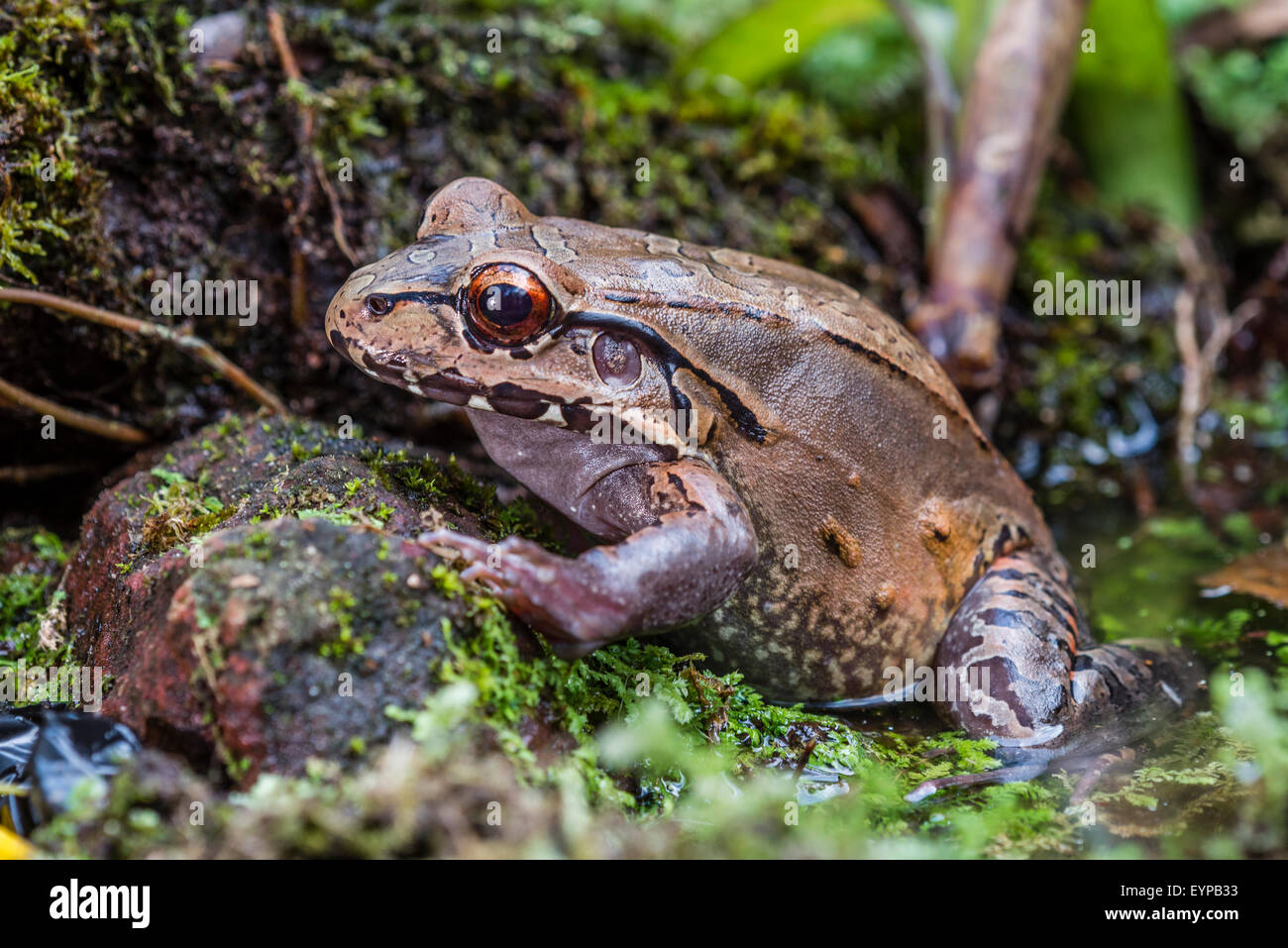 Una centrale di American Bullfrog strisciando fuori di un laghetto. Foto Stock