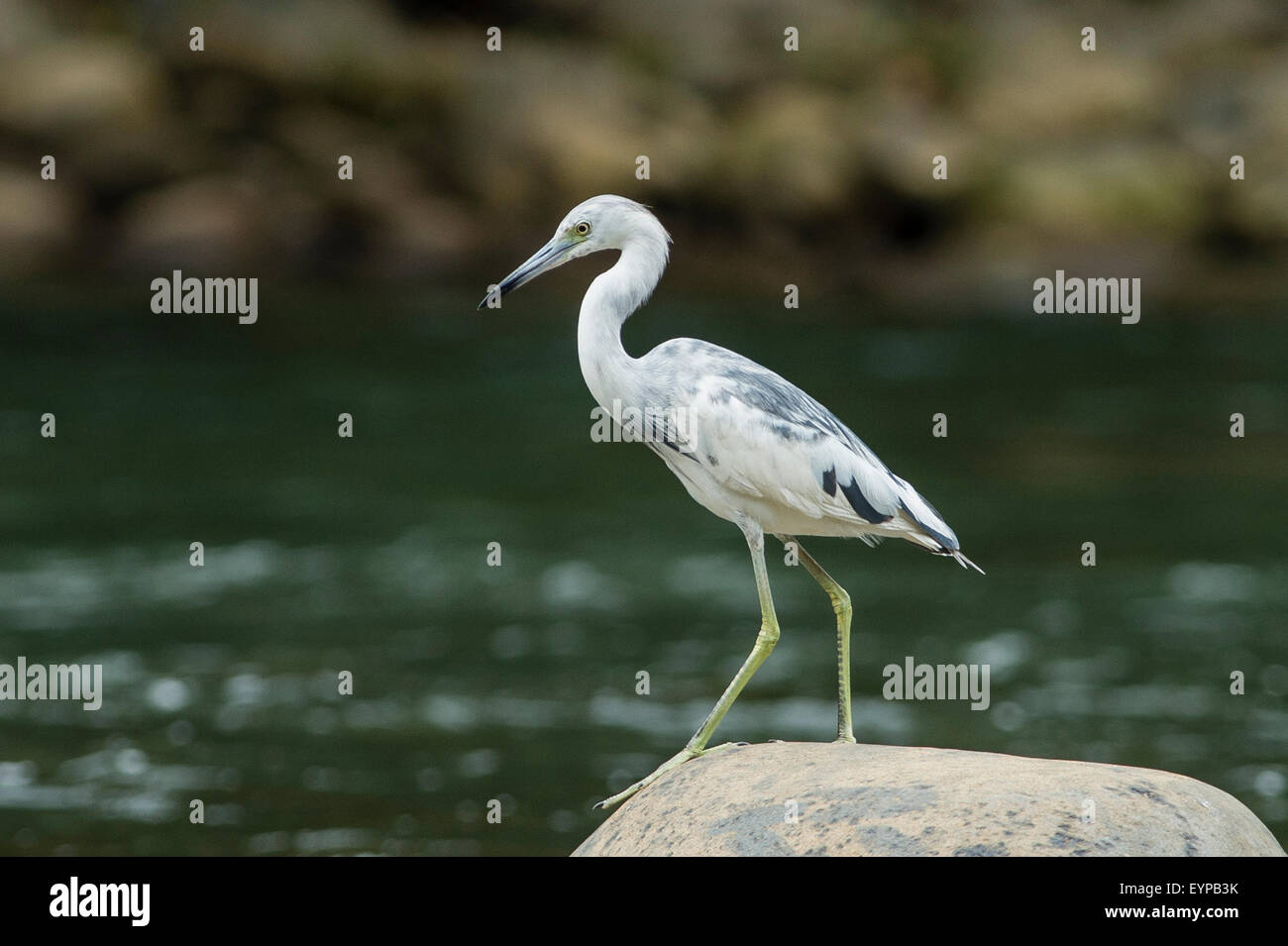 Un bambino piccolo airone cenerino la pesca Foto Stock