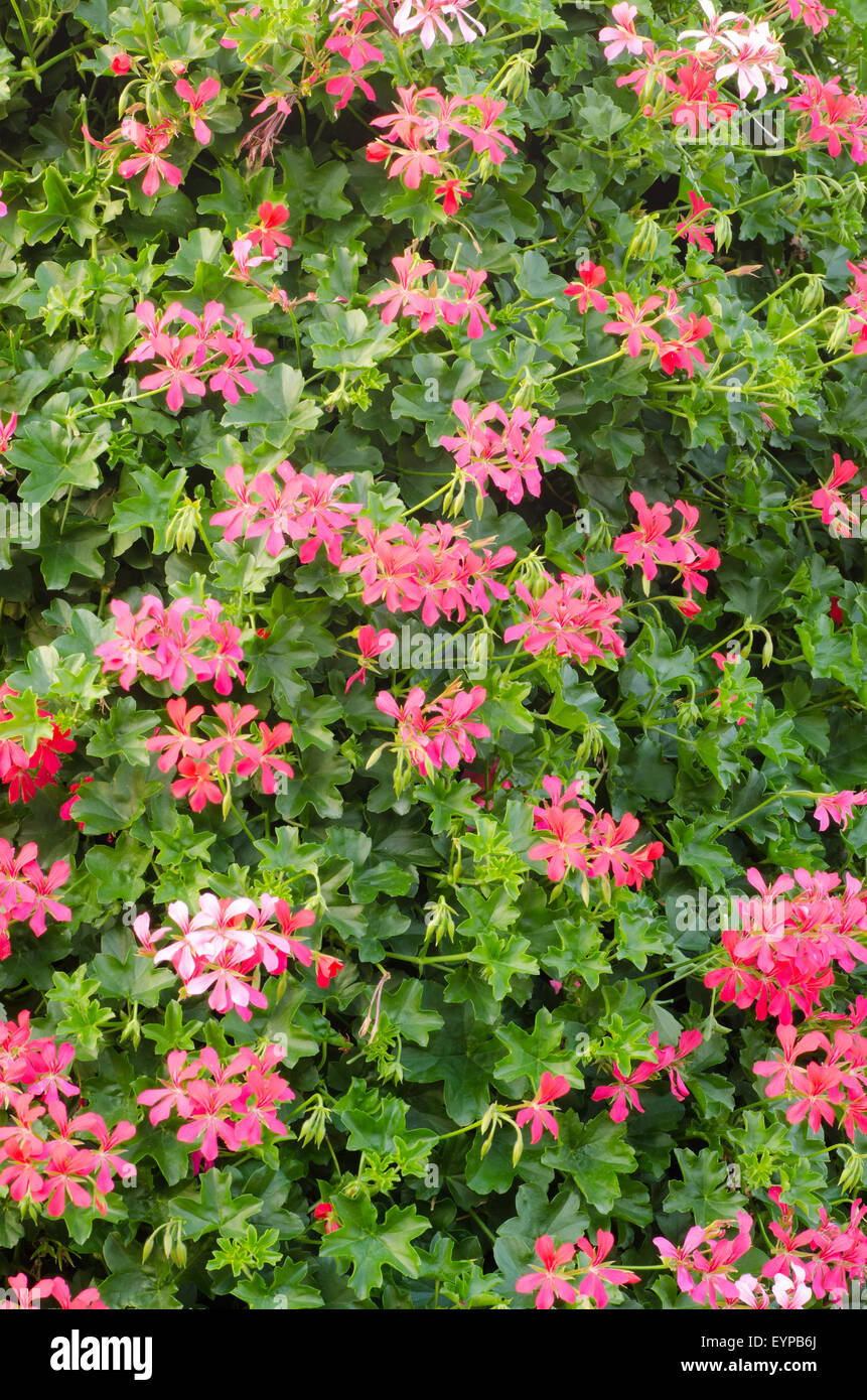 Rosa geranio fiori nel giardino Foto Stock