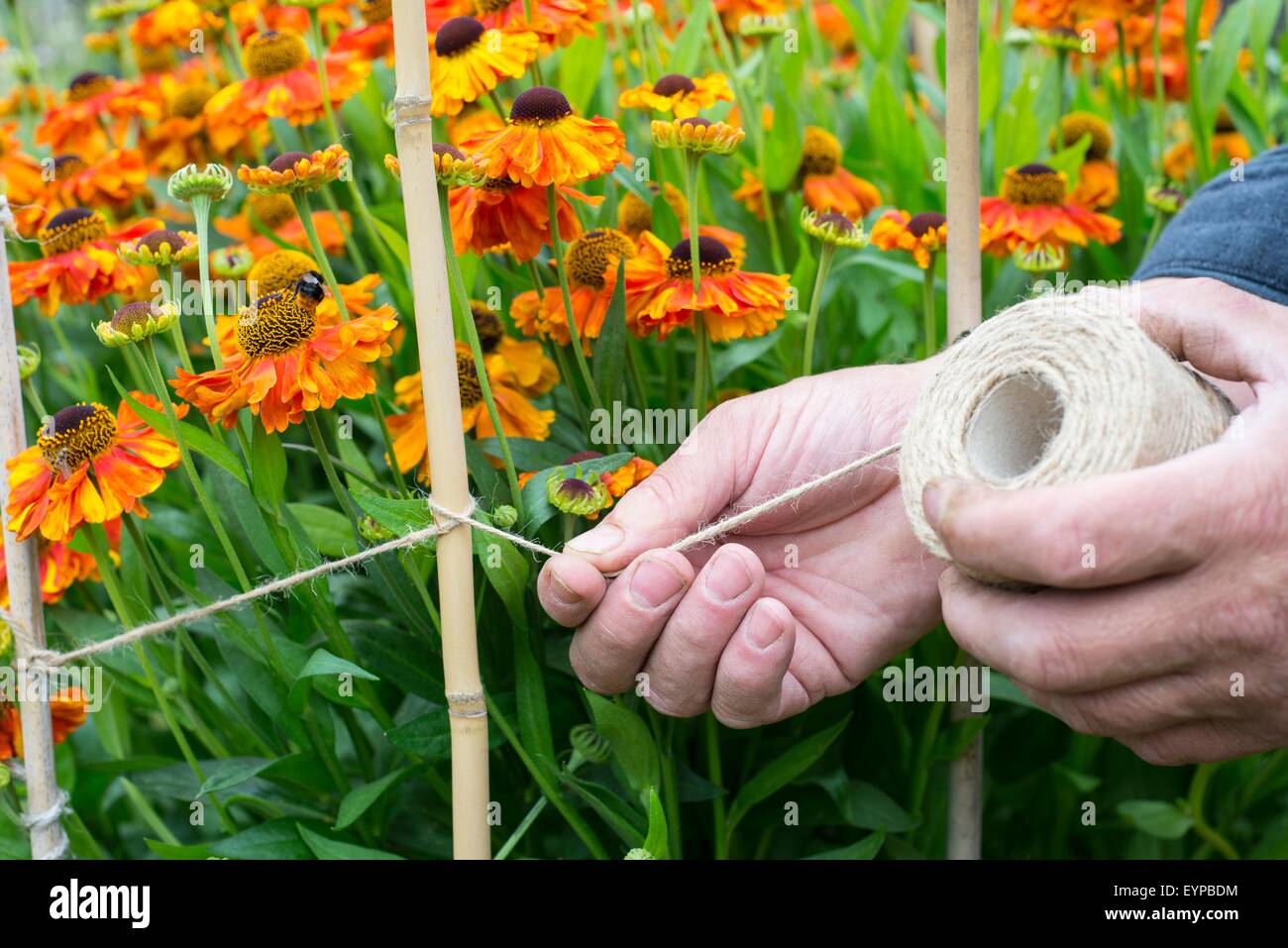 Giardiniere utilizzando lo spago e canne per supportare Helenium 'Sahin presto Flowerer' Foto Stock