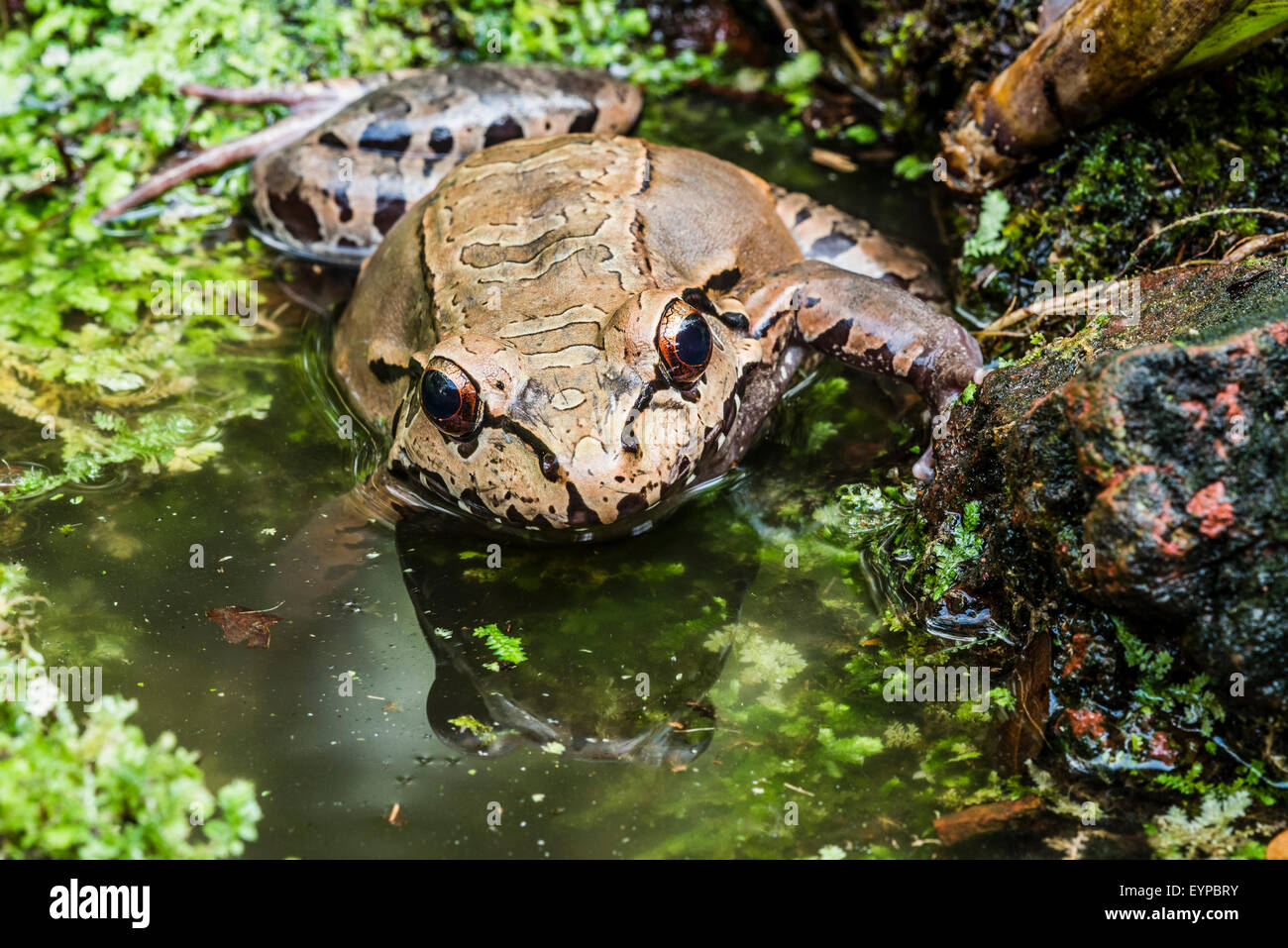 Una centrale di American Bullfrog strisciando fuori di un laghetto. Foto Stock
