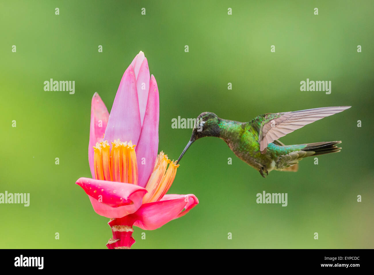 Un magnifico Hummingbird alimentazione da una pianta ornamentale piante di banana Foto Stock