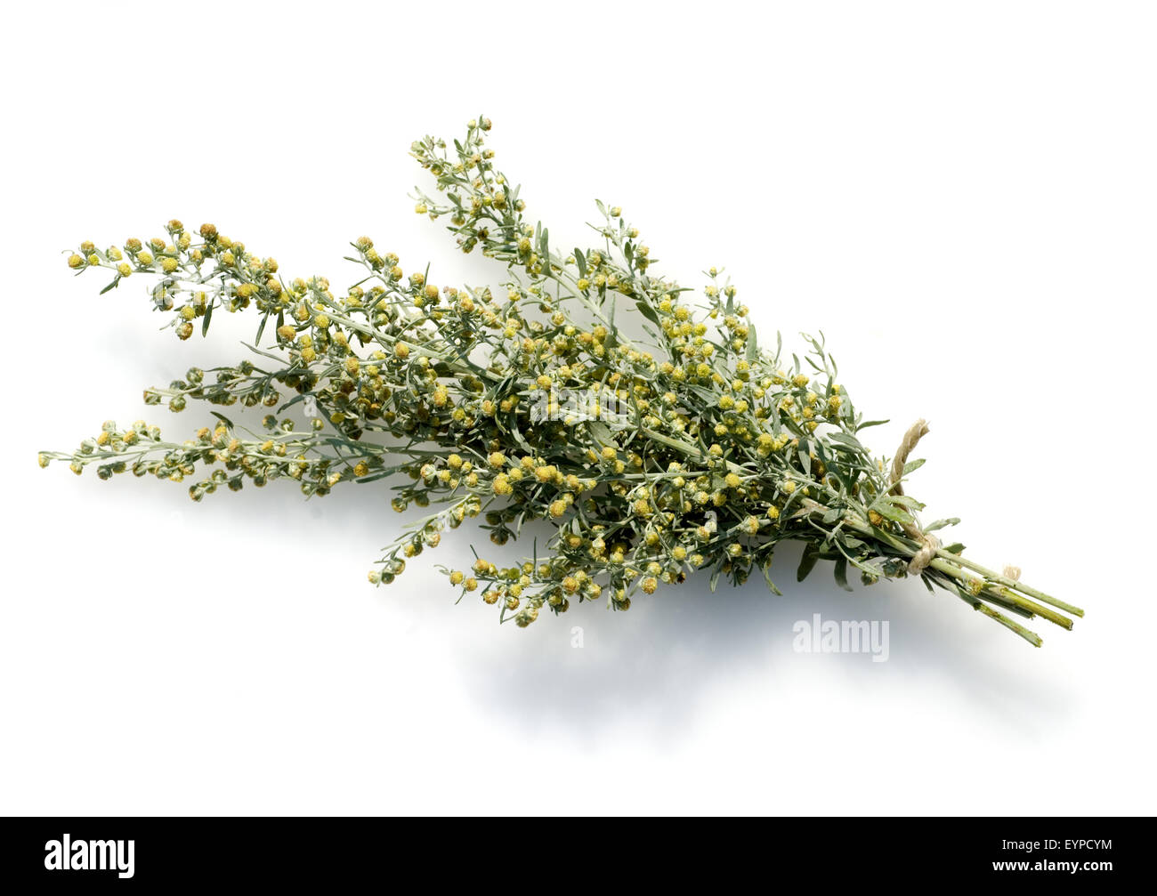 Wermut, Artemisia Absinthium, Kraeuterpflanze, Wildpflanzen, Heilpflanzen, Foto Stock