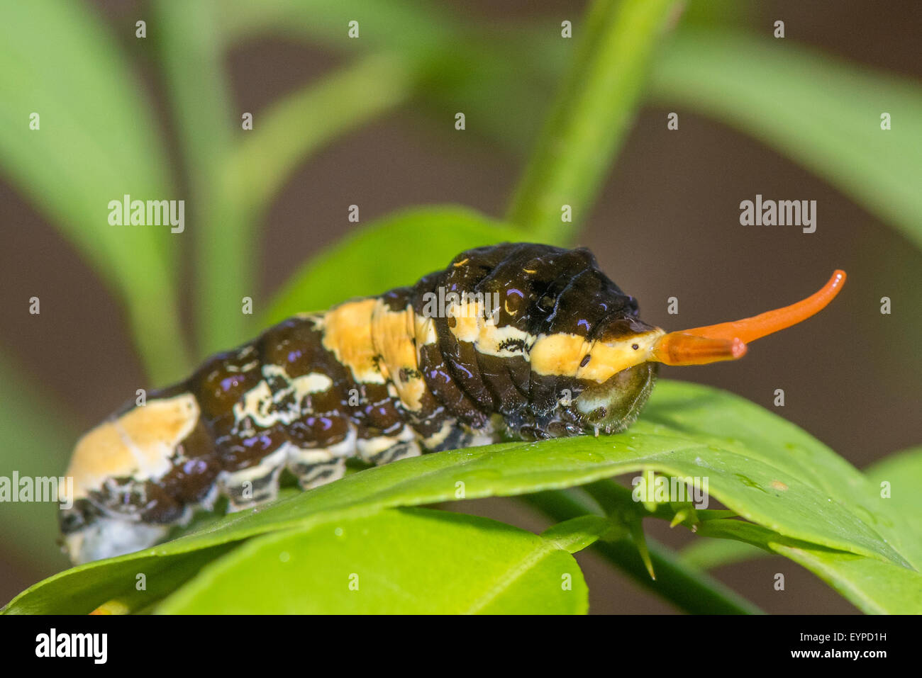 Una larva della regina a farfalla a coda di rondine Foto Stock