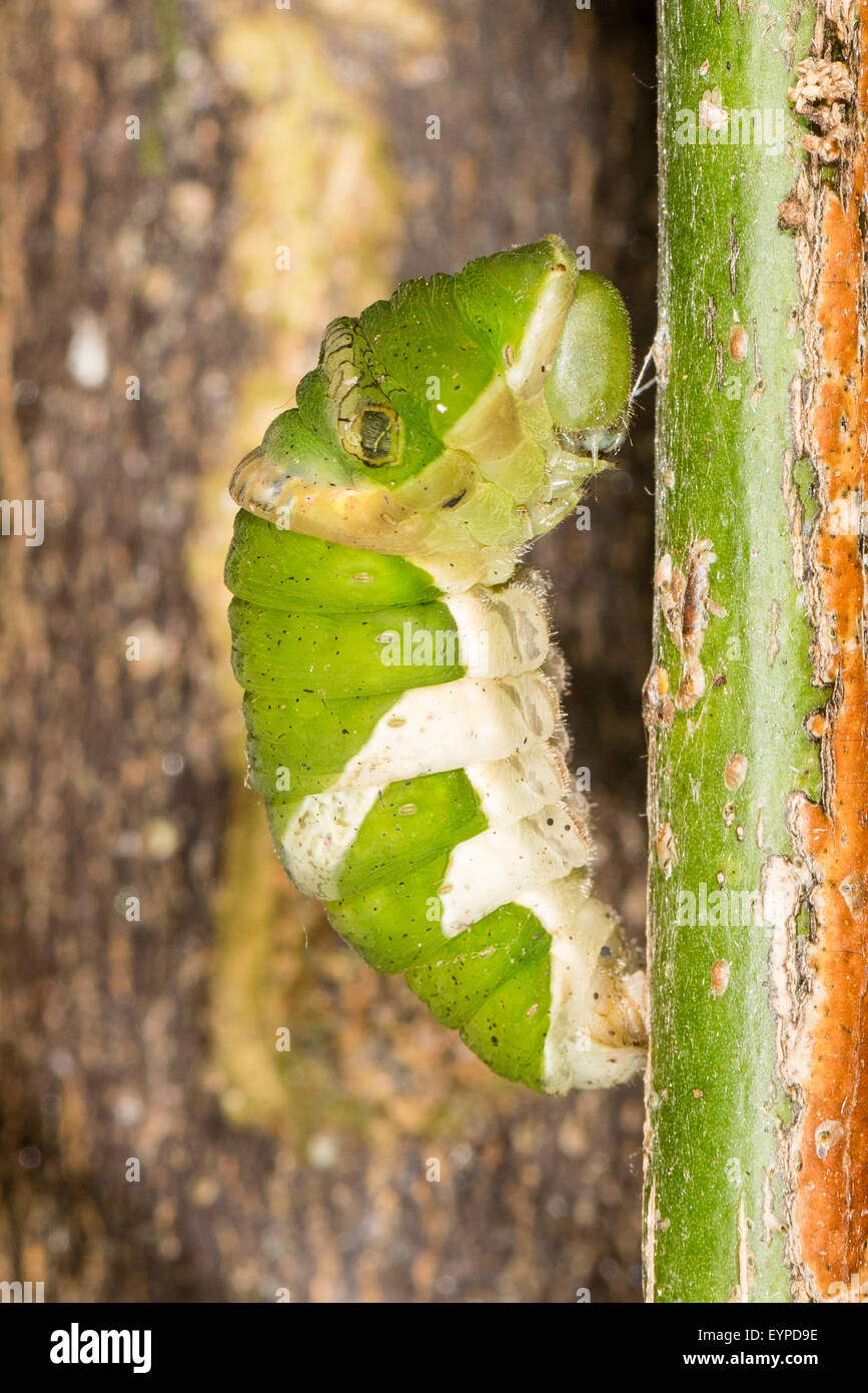 Un caterpillar pupating degli agrumi a farfalla a coda di rondine Foto Stock